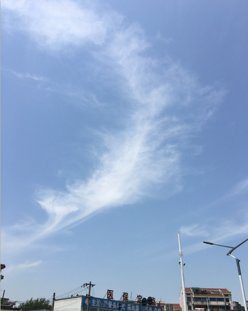 ͼ4 ë������β״ ͼƬ��Դ������